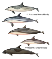 Technical Illustrations, sri, lanka, art, artist,  prasanna, weerakkody, 