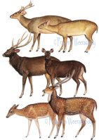 Technical Illustations, sri, lanka, art, artist,  prasanna, weerakkody, 